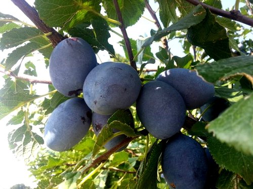 Agriturismo Abruzzo ᐅ Best 72 Farmhouse & Agritourism in Abruzzo ...