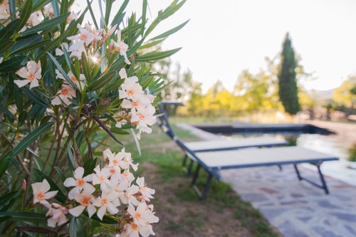 Agriturismo Il Moro Castiglion Fiorentino Arezzo Tuscany