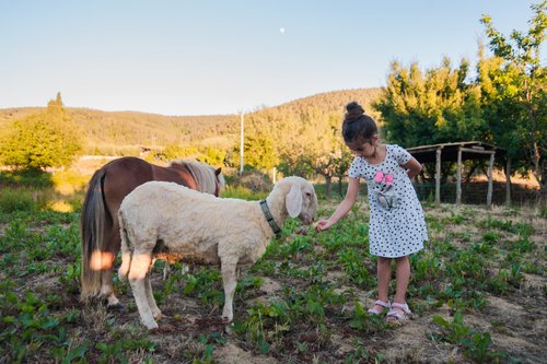 Agriturismo Il Moro Castiglion Fiorentino Arezzo Tuscany