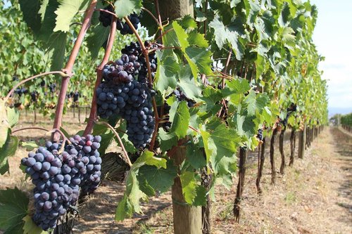 Agriturismo Verbena Montalcino - (Siena) - Tuscany